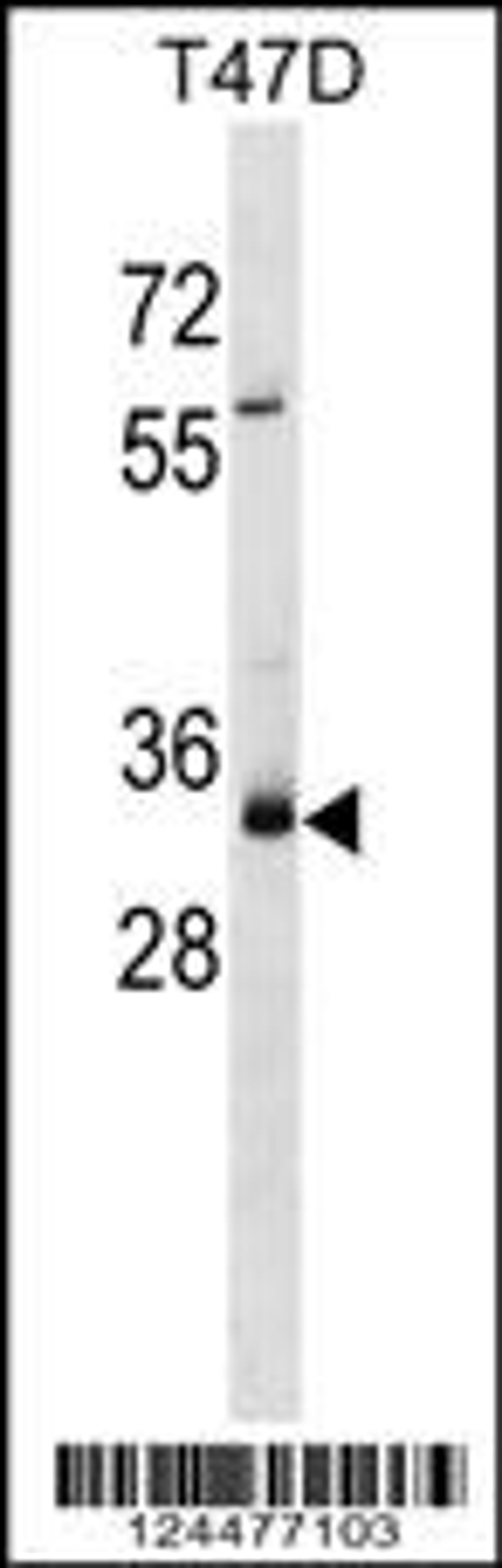 Western blot analysis in T47D cell line lysates (35ug/lane).