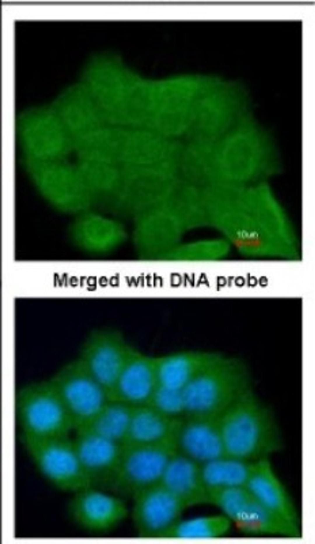 Immunocytochemistry/Immunofluorescence: LRGUK Antibody [NBP2-17163] - Immunofluorescence analysis of paraformaldehyde-fixed A431, using antibody at 1:200 dilution.