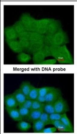 Immunocytochemistry/Immunofluorescence: LRGUK Antibody [NBP2-17163] - Immunofluorescence analysis of paraformaldehyde-fixed A431, using antibody at 1:200 dilution.