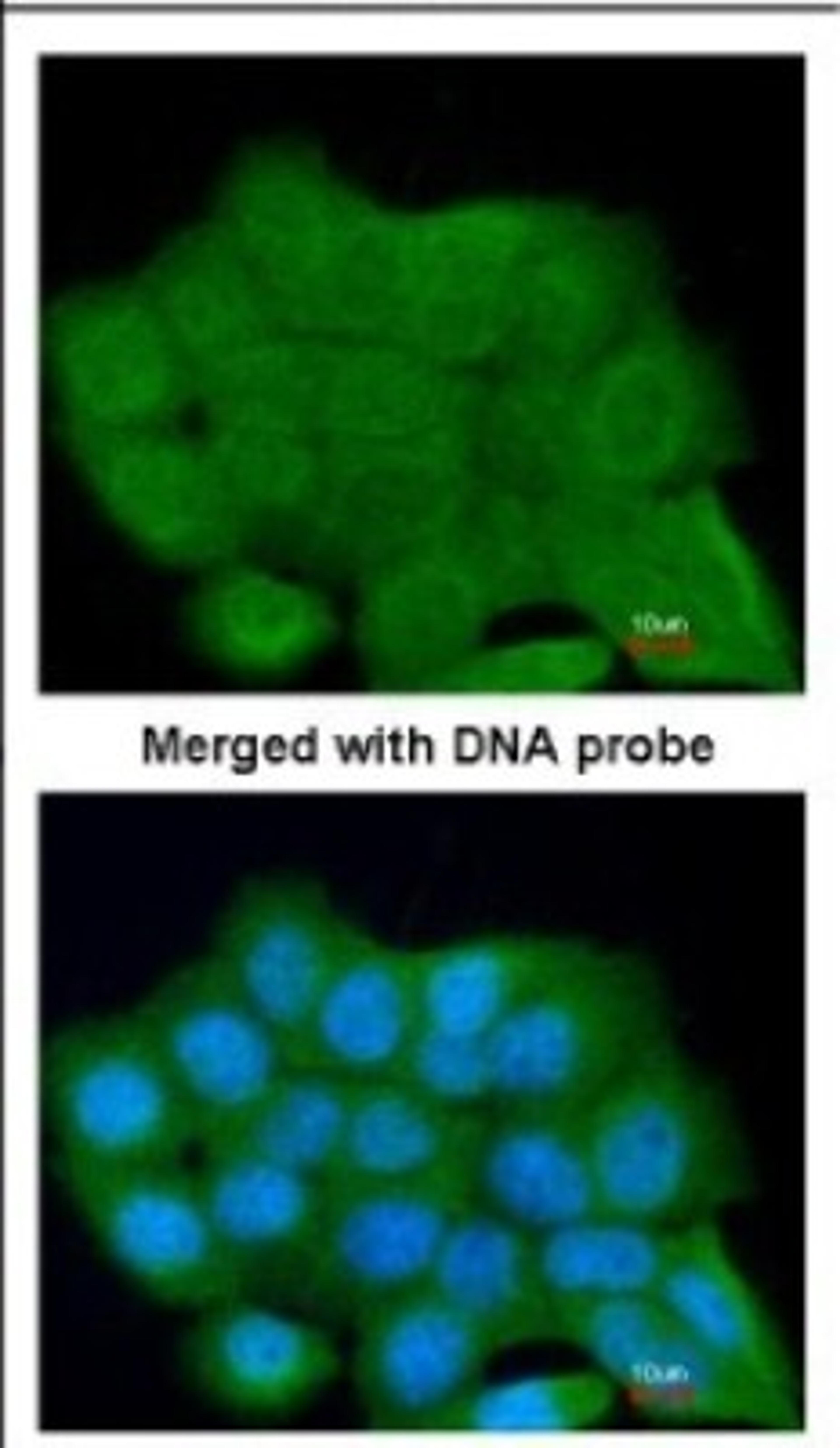 Immunocytochemistry/Immunofluorescence: LRGUK Antibody [NBP2-17163] - Immunofluorescence analysis of paraformaldehyde-fixed A431, using antibody at 1:200 dilution.