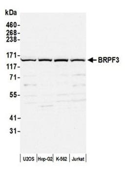 Detection of human BRPF3 by western blot.