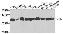 Western blot analysis of extracts of various cells using GNE antibody