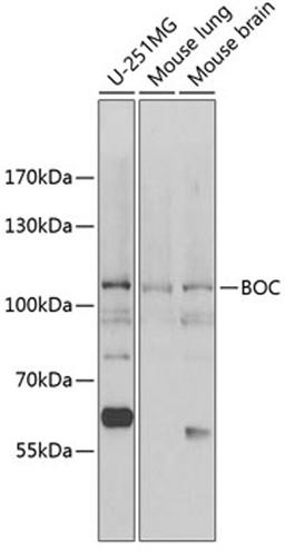 Western blot - BOC antibody (A13446)