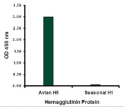 Hemagglutinin antibody at 2 &#956;g/mL specifically recognizes Avian H5N1 influenza virus but not seasonal influenza virus A H1N1 Hemagglutinin protein.