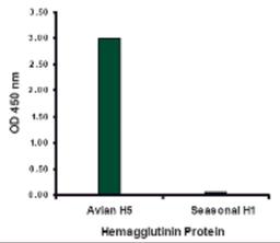 Hemagglutinin antibody at 2 μg/mL specifically recognizes Avian H5N1 influenza virus but not seasonal influenza virus A H1N1 Hemagglutinin protein.
