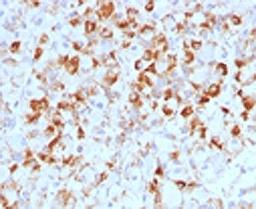 IHC testing of FFPE human pituitary with LHB antibody.