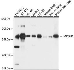 Western blot - IMPDH1 antibody (A9497)