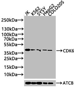 Western Blot. Positive WB detected in: Hela whole cell lysate, Jurkat whole cell lysate, K562 whole cell lysate, 293 whole cell lysate. All lanes: CDK6 antibody at 1:2000. Secondary. Goat polyclonal to rabbit IgG at 1/50000 dilution. Predicted band size: 37 kDa. Observed band size: 37 kDa. 