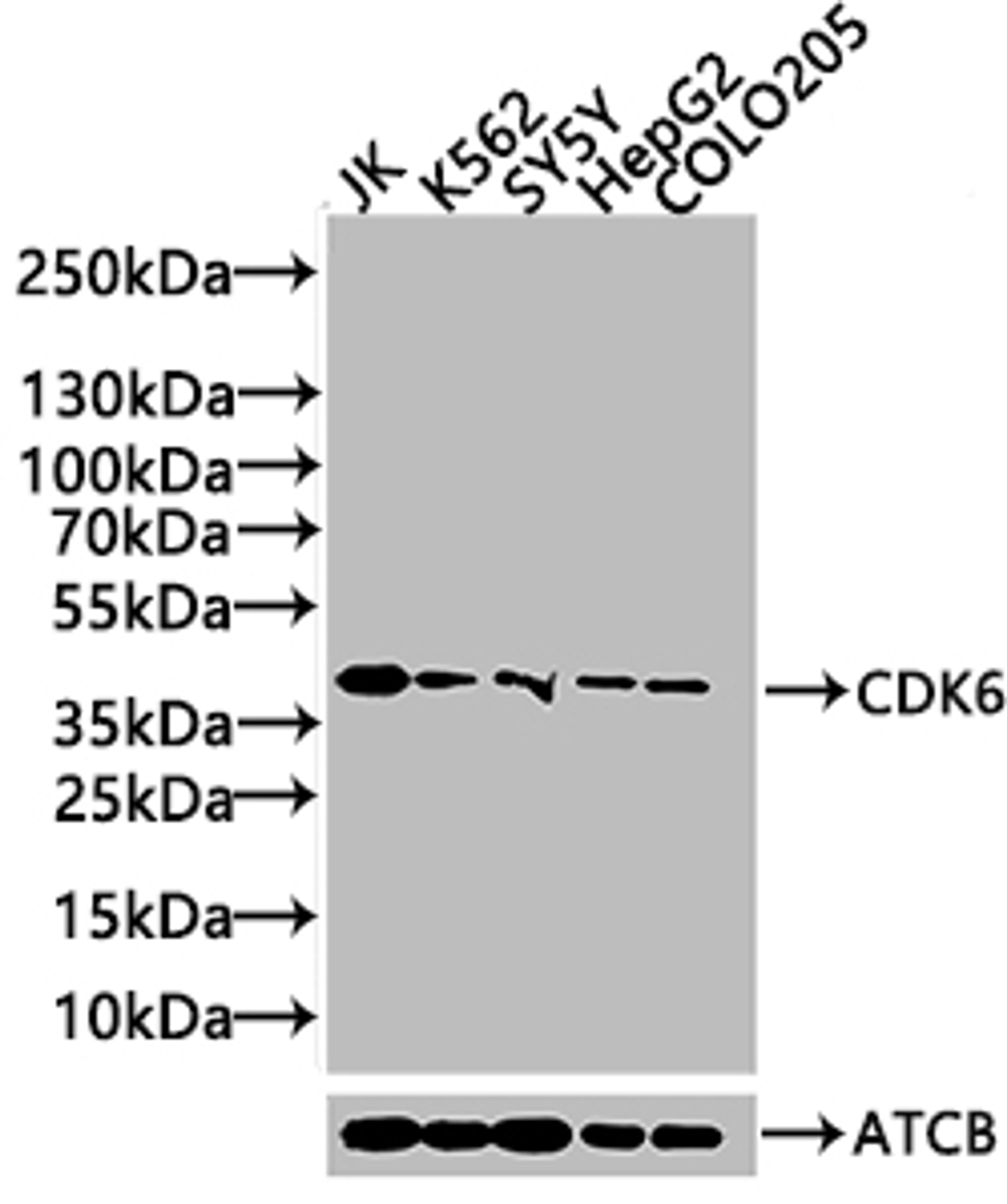 Western Blot. Positive WB detected in: Hela whole cell lysate, Jurkat whole cell lysate, K562 whole cell lysate, 293 whole cell lysate. All lanes: CDK6 antibody at 1:2000. Secondary. Goat polyclonal to rabbit IgG at 1/50000 dilution. Predicted band size: 37 kDa. Observed band size: 37 kDa. 