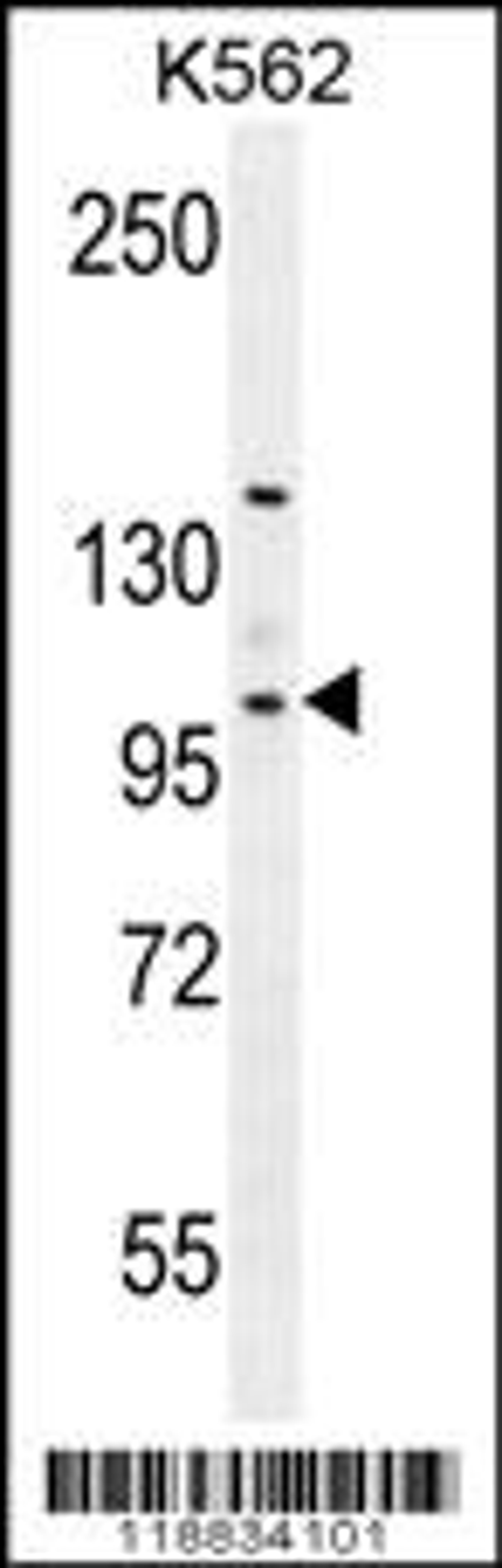 Western blot analysis in K562 cell line lysates (35ug/lane).