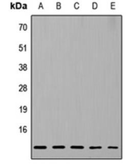 Western blot analysis of HeLa (Lane 1), MCF7 (Lane 2), Raw264.7 (Lane 3), PC12 (Lane 4), H9C2 (Lane 5) whole cell lysates using RPL37 antibody