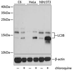 Western blot - LC3B antibody (A7198)