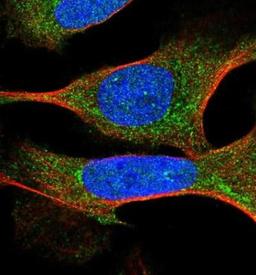 Immunocytochemistry/Immunofluorescence: CCDC111 Antibody [NBP2-30562] - Staining of human cell line U-2 OS shows positivity in cytoplasm. Antibody staining is shown in green