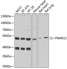 Western blot - PSMD12 antibody (A6708)