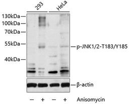 Western blot - Phospho-JNK1/2-T183/Y185 antibody (AP0473)