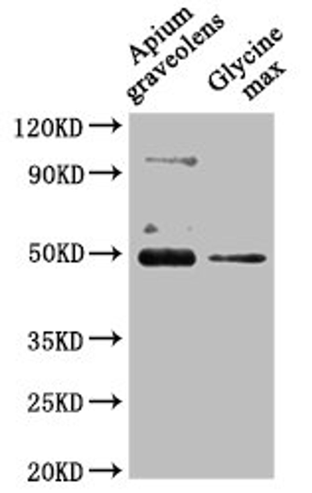 Western Blot. Positive WB detected in: Apium graveolens leaf tissue, Glycine max leaf tissue. All lanes: CRD1 antibody at 1:1000. Secondary. Goat polyclonal to rabbit IgG at 1/50000 dilution. Predicted band size: 48 kDa. Observed band size: 48 kDa.