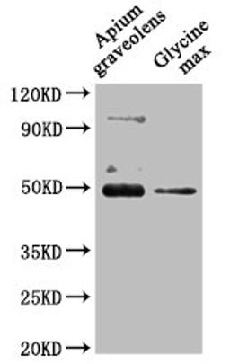 Western Blot. Positive WB detected in: Apium graveolens leaf tissue, Glycine max leaf tissue. All lanes: CRD1 antibody at 1:1000. Secondary. Goat polyclonal to rabbit IgG at 1/50000 dilution. Predicted band size: 48 kDa. Observed band size: 48 kDa.