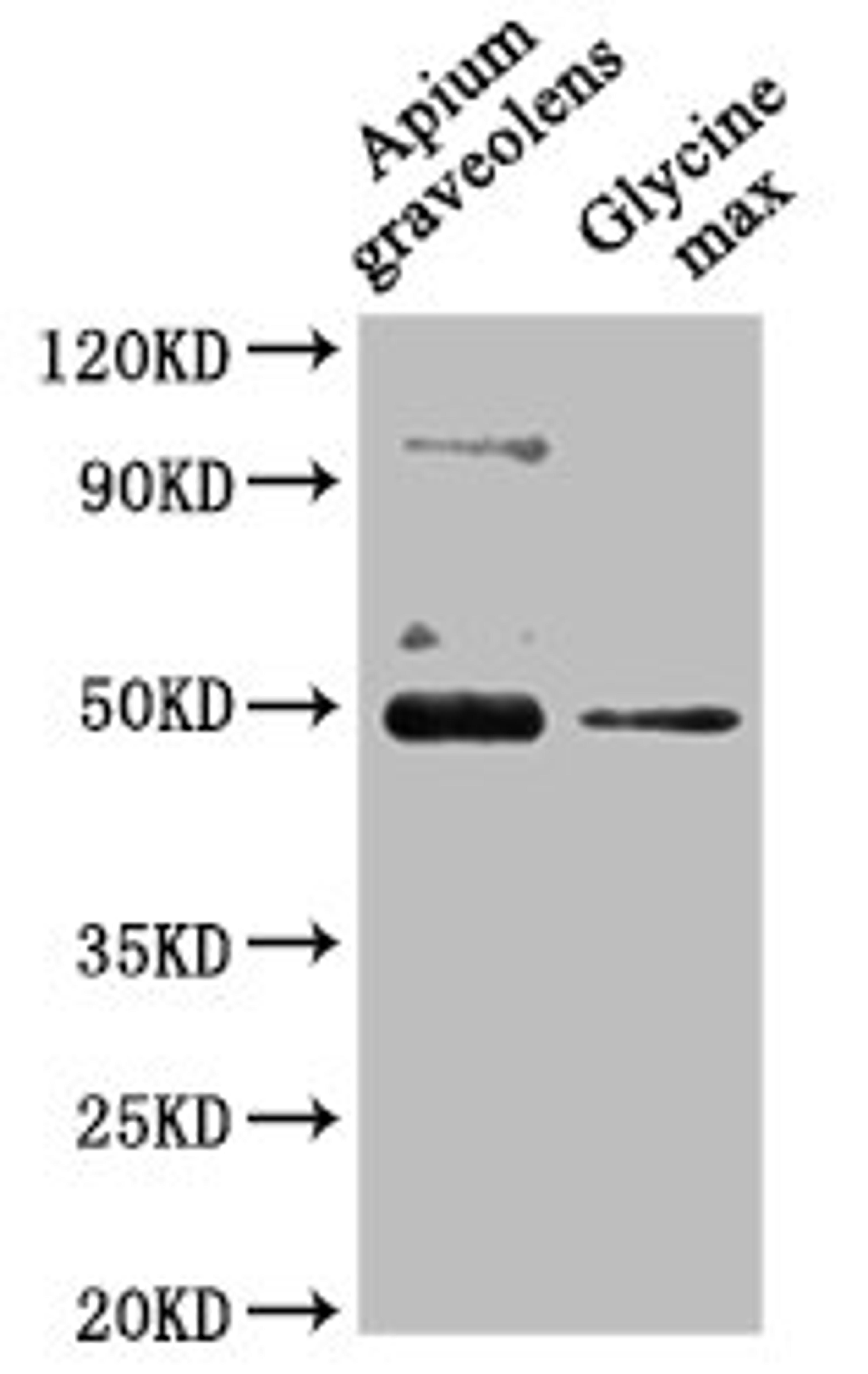 Western Blot. Positive WB detected in: Apium graveolens leaf tissue, Glycine max leaf tissue. All lanes: CRD1 antibody at 1:1000. Secondary. Goat polyclonal to rabbit IgG at 1/50000 dilution. Predicted band size: 48 kDa. Observed band size: 48 kDa.