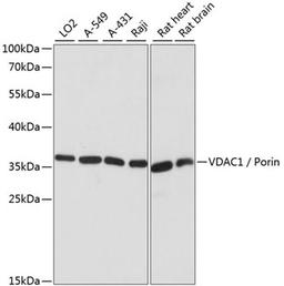 Western blot - VDAC1 / Porin antibody (A15735)