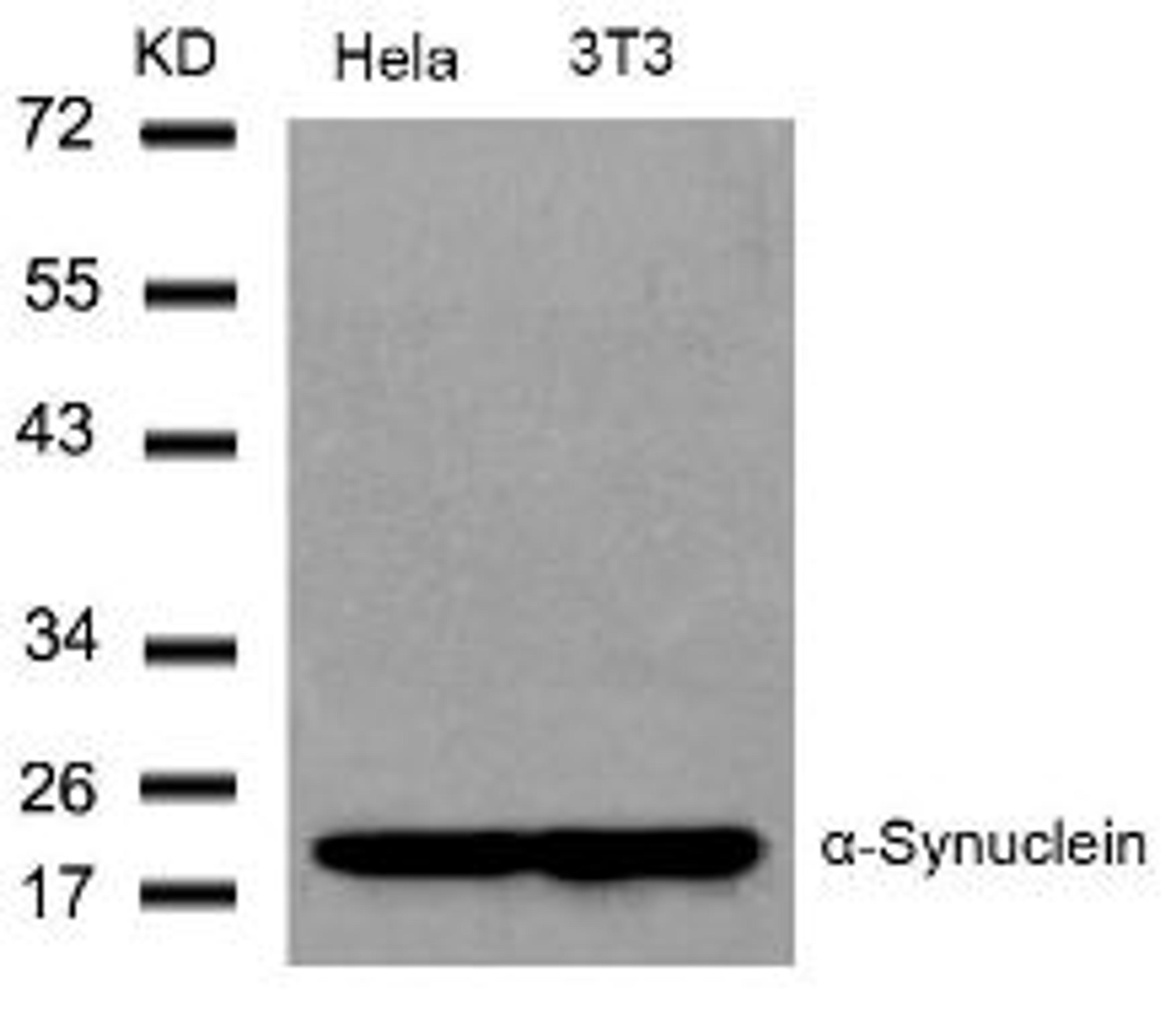 Western blot analysis of lysed extracts from HeLa and 3T3 cells using &#945;-Synuclein (Ab-136).