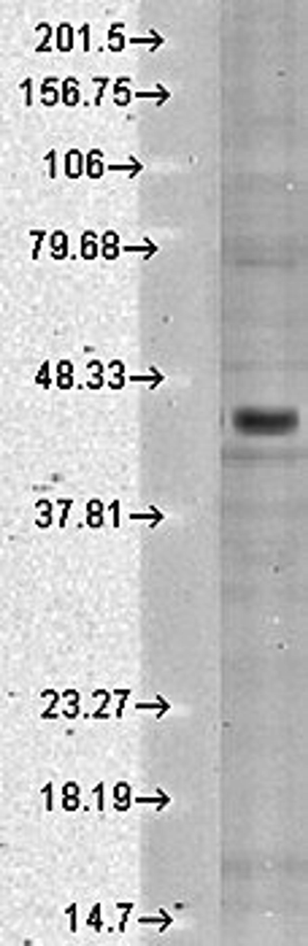 Western blot analysis of human cell line mix using Kir2.3 antibody