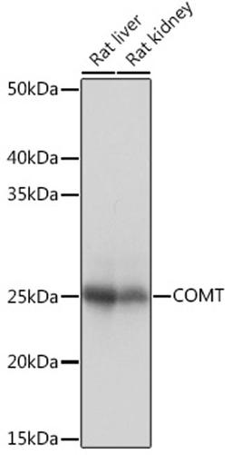 Western blot - COMT Rabbit mAb (A4435)