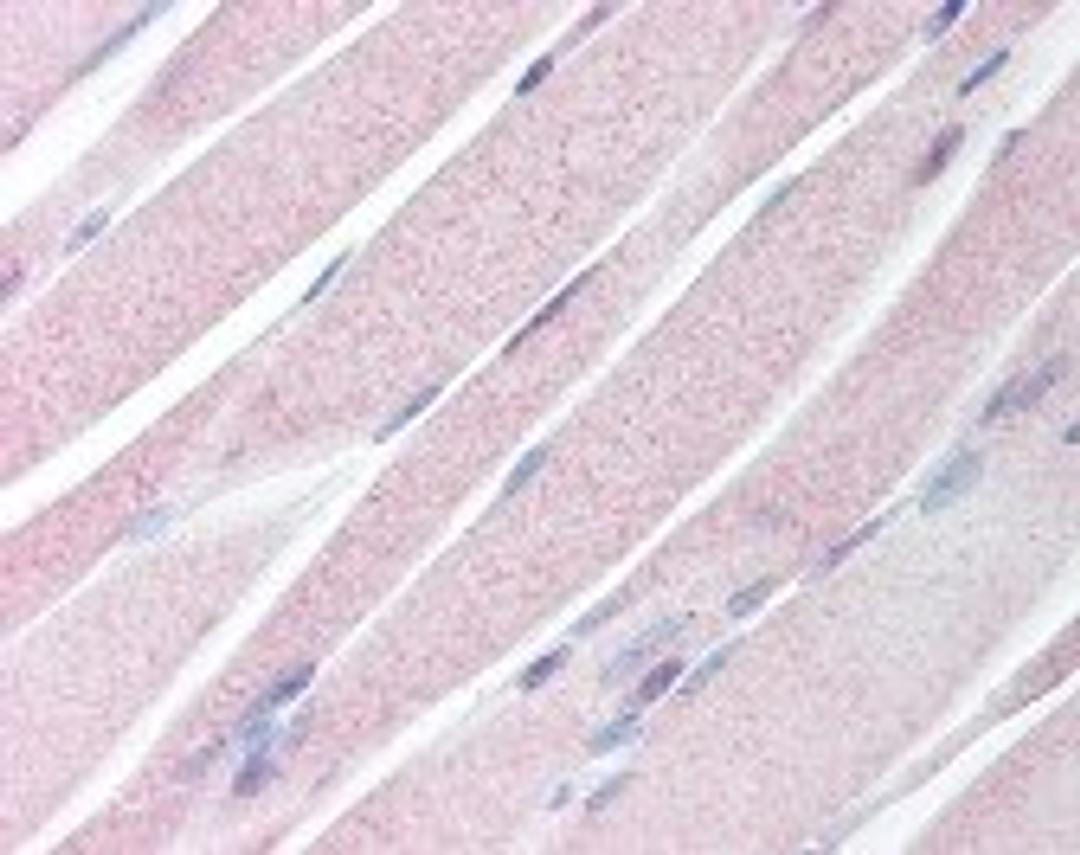 Immunohistochemistry staining of KAL1 in skeletal muscle tissue using KAL1 Antibody.