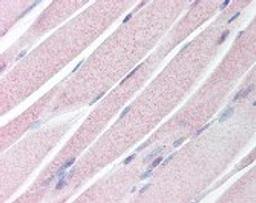 Immunohistochemistry staining of KAL1 in skeletal muscle tissue using KAL1 Antibody.