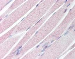 Immunohistochemistry staining of KAL1 in skeletal muscle tissue using KAL1 Antibody.