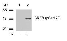 Western blot analysis of lysed extracts from 293 cells untreated (Lane 1) or treated with UV (lane 2) using CREB (Phospho-Ser129).