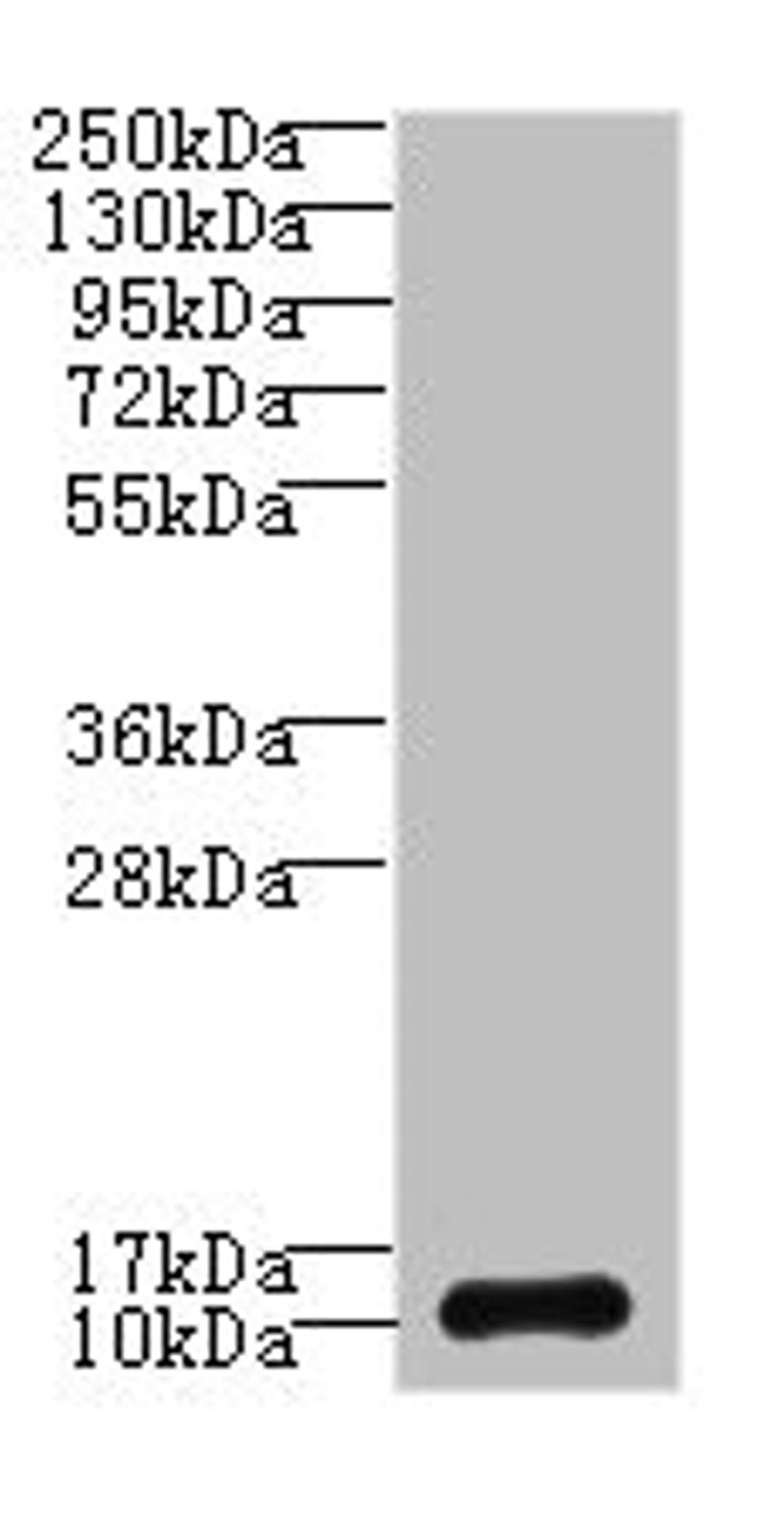 Western blot. All lanes: SH3BGRL3 antibody at 0.05ug/ml + U87 whole cell lysate. Secondary. Goat polyclonal to rabbit IgG at 1/10000 dilution. Predicted band size: 11 kDa. Observed band size: 11 kDa. 