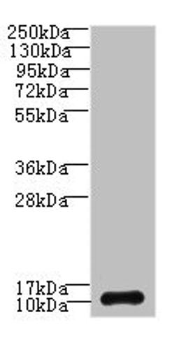 Western blot. All lanes: SH3BGRL3 antibody at 0.05ug/ml + U87 whole cell lysate. Secondary. Goat polyclonal to rabbit IgG at 1/10000 dilution. Predicted band size: 11 kDa. Observed band size: 11 kDa. 