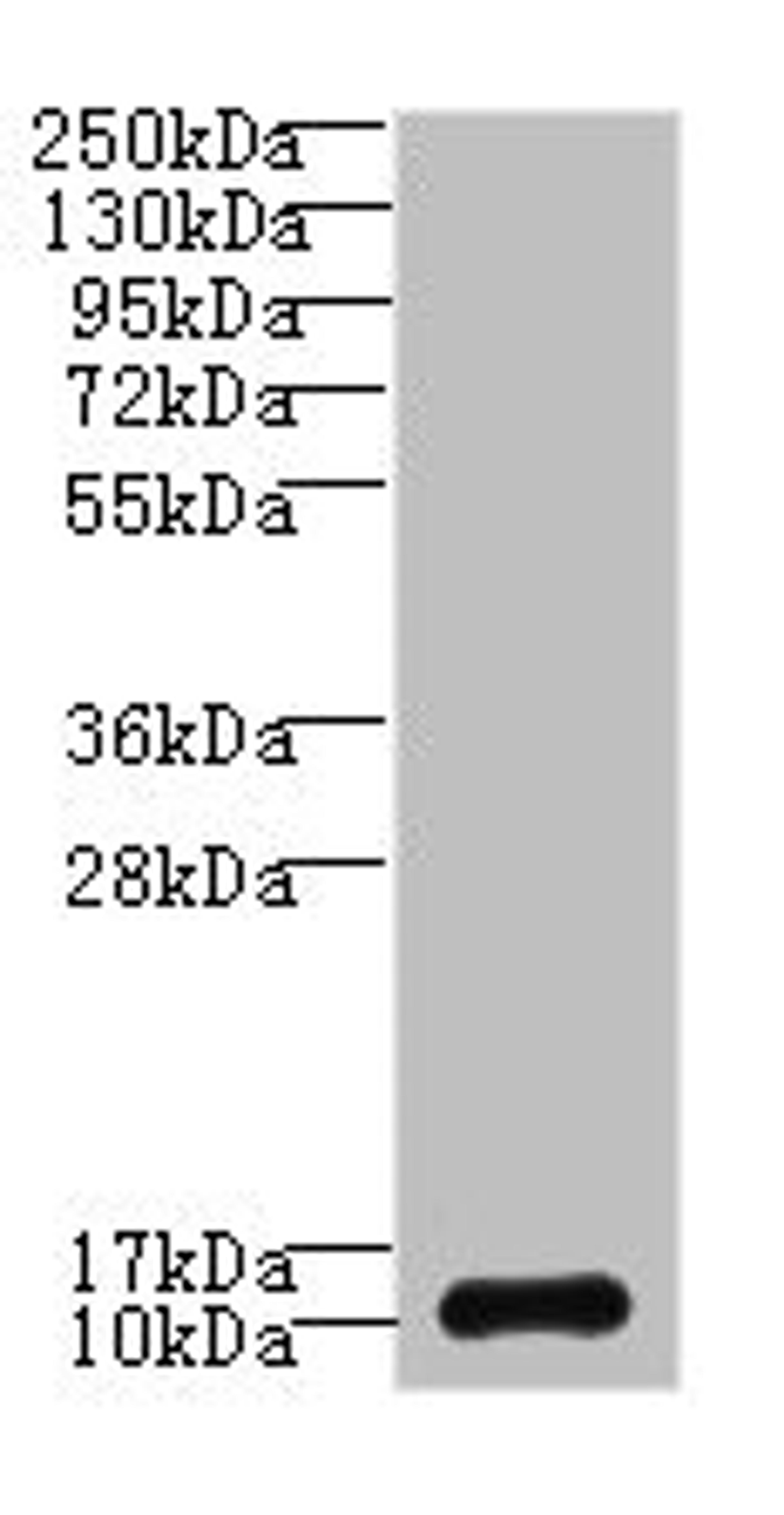 Western blot. All lanes: SH3BGRL3 antibody at 0.05ug/ml + U87 whole cell lysate. Secondary. Goat polyclonal to rabbit IgG at 1/10000 dilution. Predicted band size: 11 kDa. Observed band size: 11 kDa. 