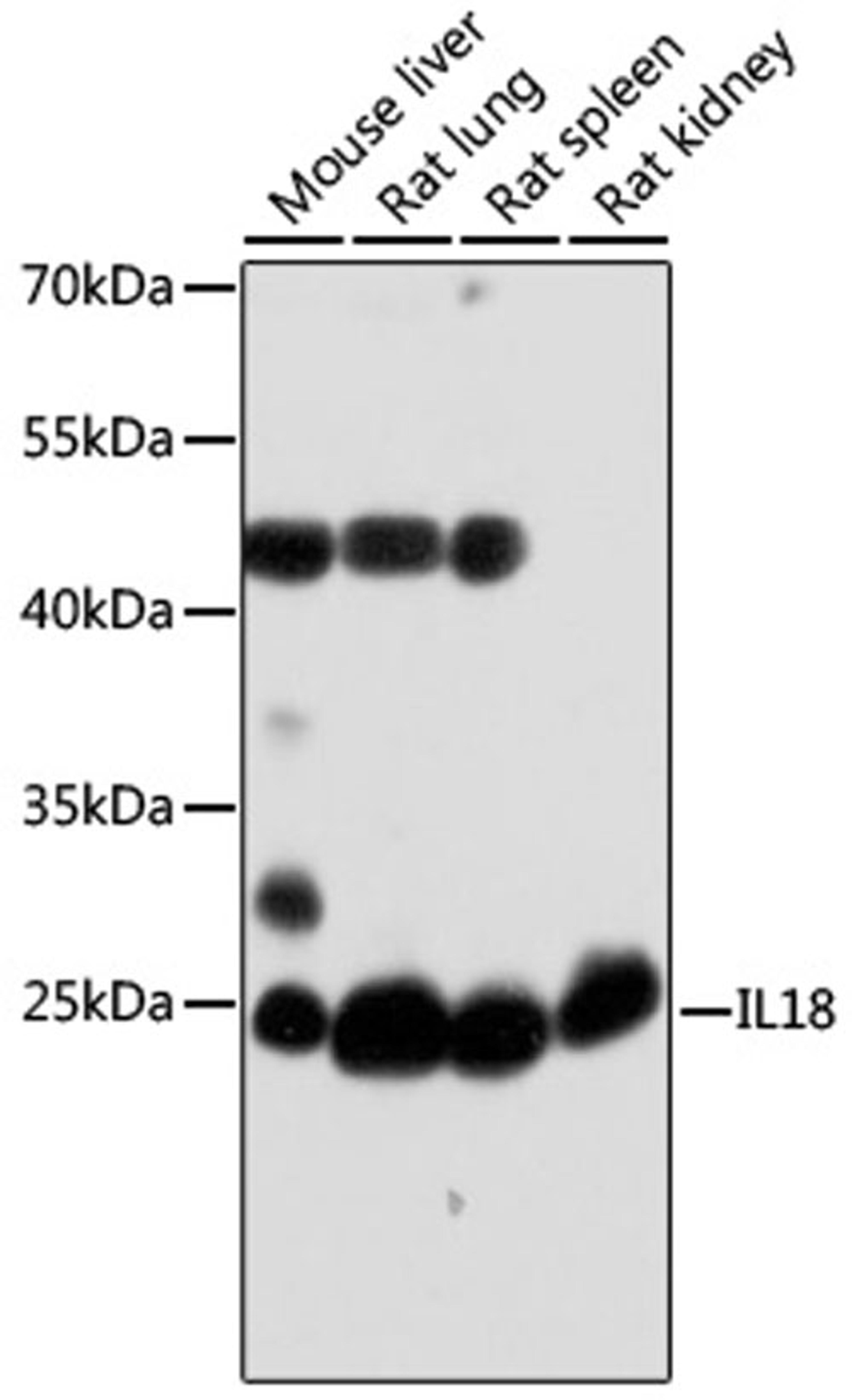 Western blot - IL18 antibody (A16737)