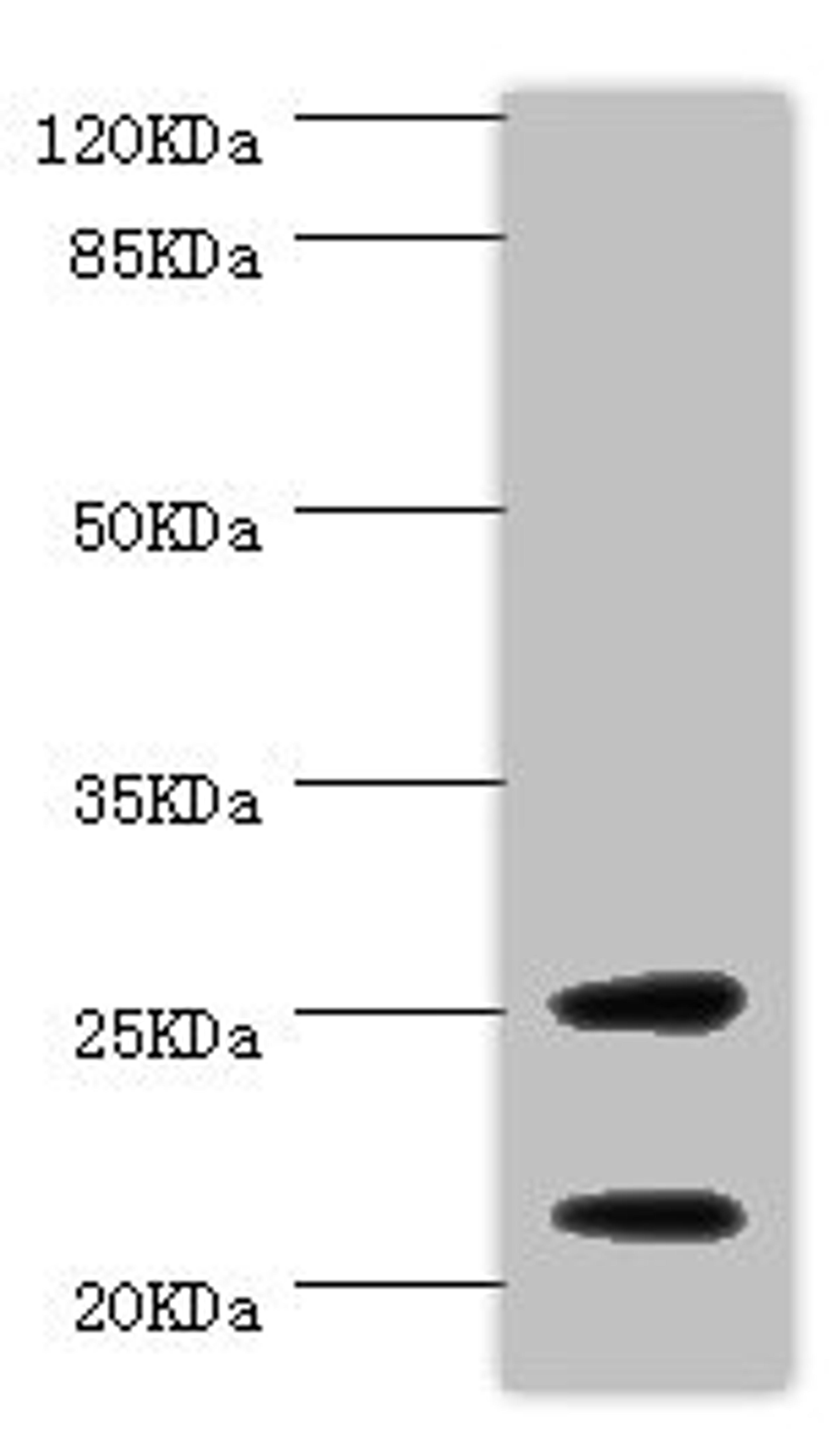 Western blot. All lanes: CSRP3 antibody at 1ug/ml + Mouse skeletal muscle tissue. Secondary. Goat polyclonal to rabbit IgG at 1/10000 dilution. Predicted band size: 21 kDa. Observed band size: 21, 25 kDa. 