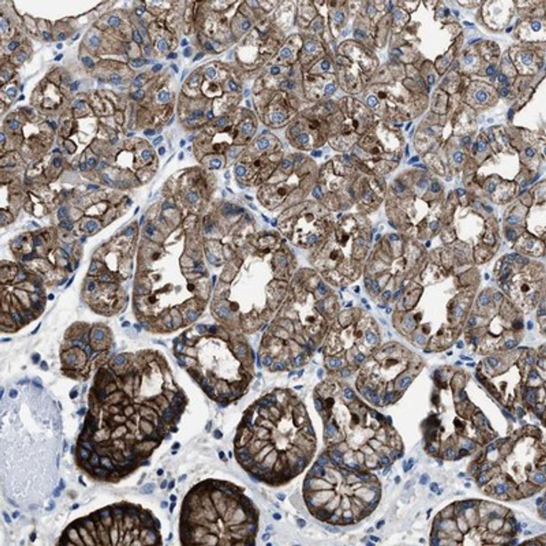 Immunohistochemistry-Paraffin: LMO7 Antibody [NBP1-83915] - Staining of human stomach shows strong cytoplasmic and membranous positivity in glandular cells.