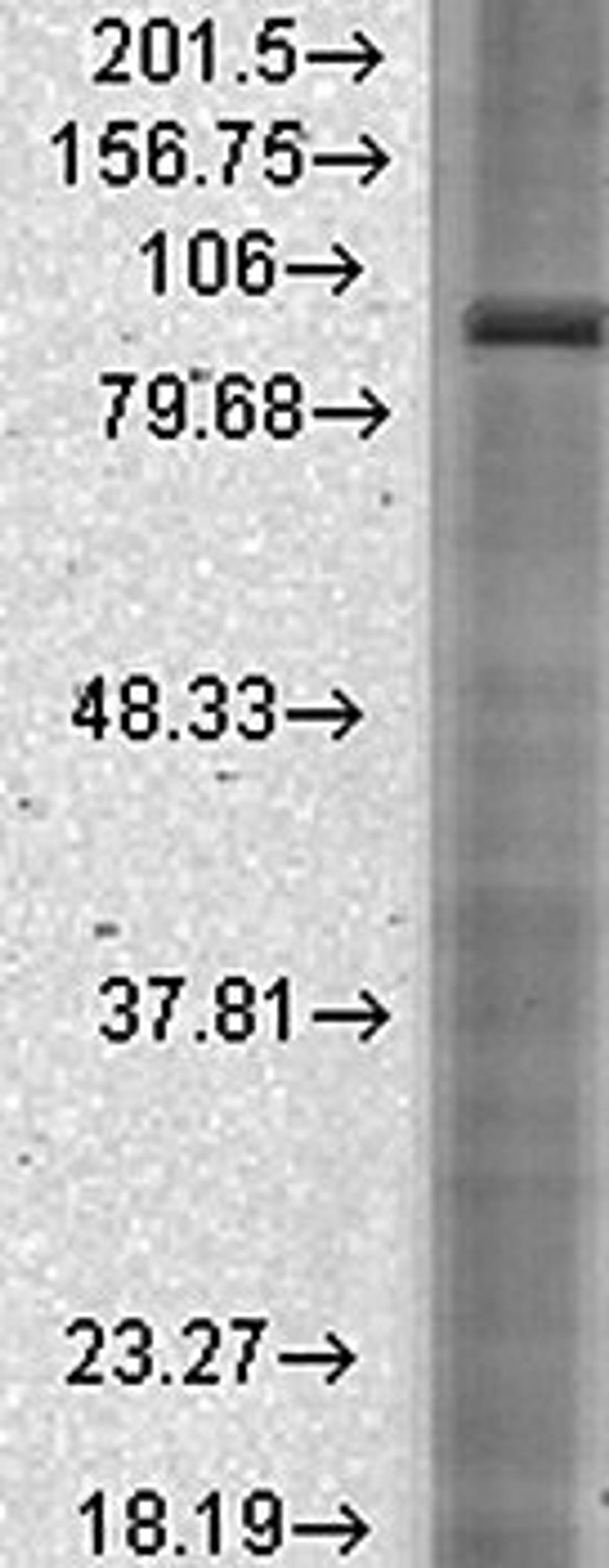 Western blot analysis of rat brain membrane lysates using HCN2 antibody