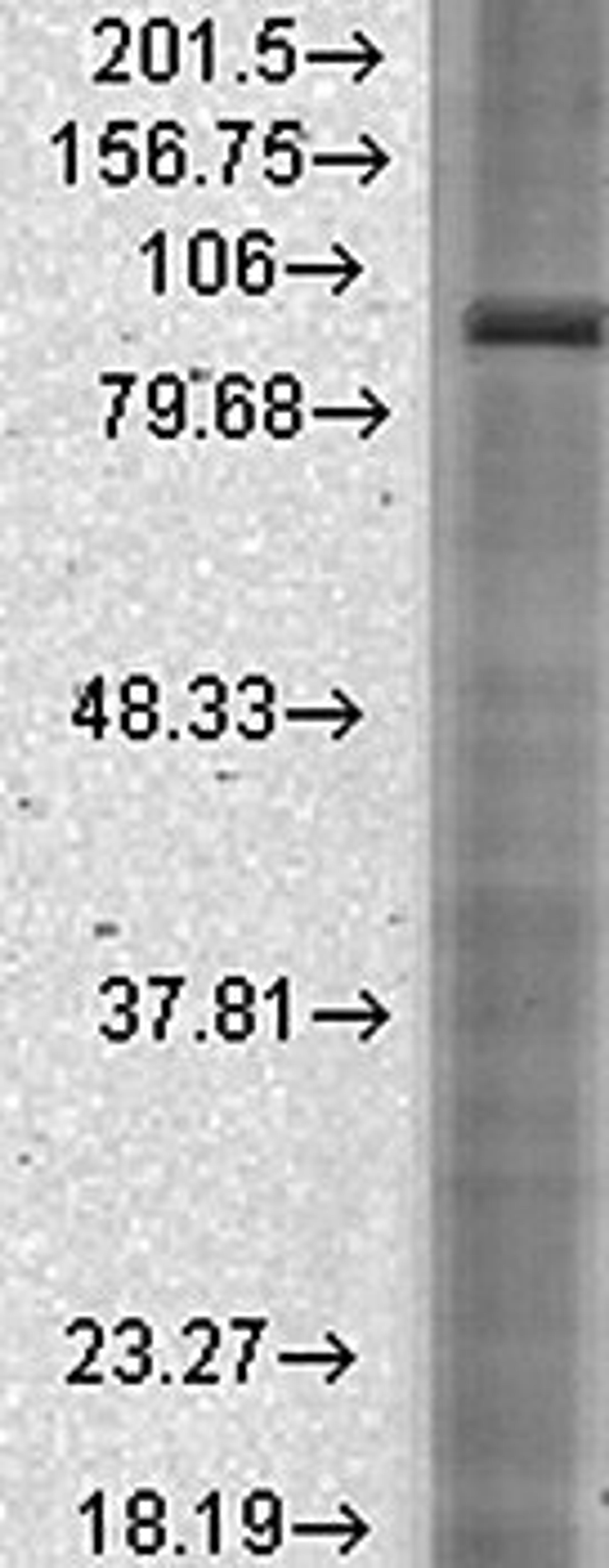 Western blot analysis of rat brain membrane lysates using HCN2 antibody