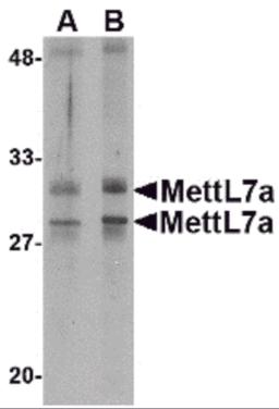 Western blot analysis of MettL7A in MCF cell lysate with MettL7A antibody at 2 &#956;g/mL.