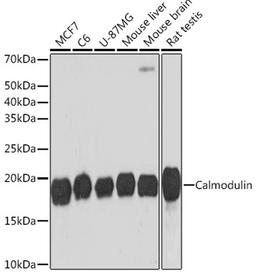 Western blot - Calmodulin   Rabbit mAb (A4885)