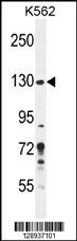 Western blot analysis in K562 cell line lysates (35ug/lane).