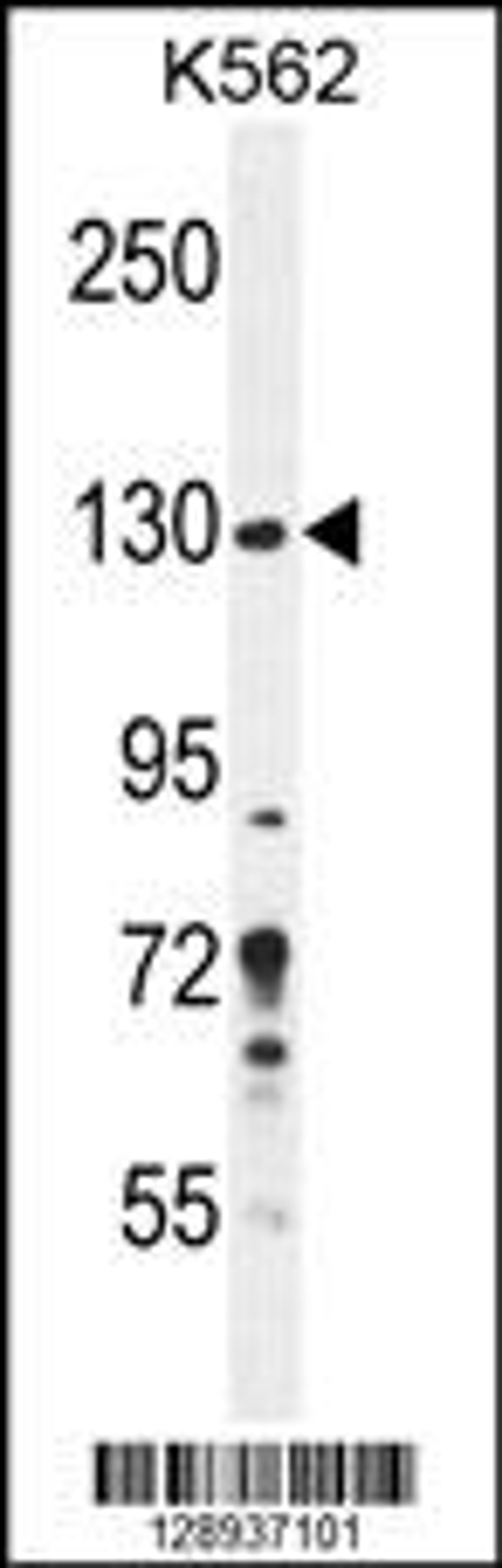 Western blot analysis in K562 cell line lysates (35ug/lane).