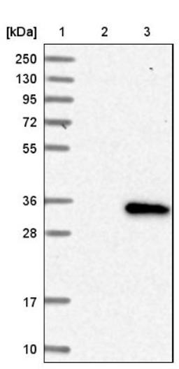 Western Blot: SLC39A9/ZIP9 Antibody [NBP1-83760] - Lane 1: Marker [kDa] 250, 130, 95, 72, 55, 36, 28, 17, 10<br/>Lane 2: Negative control (vector only transfected HEK293T lysate)<br/>Lane 3: Over-expression lysate (Co-expressed with a C-terminal myc-DDK tag (~3.1 kDa) in mammalian HEK293T cells, LY413070)