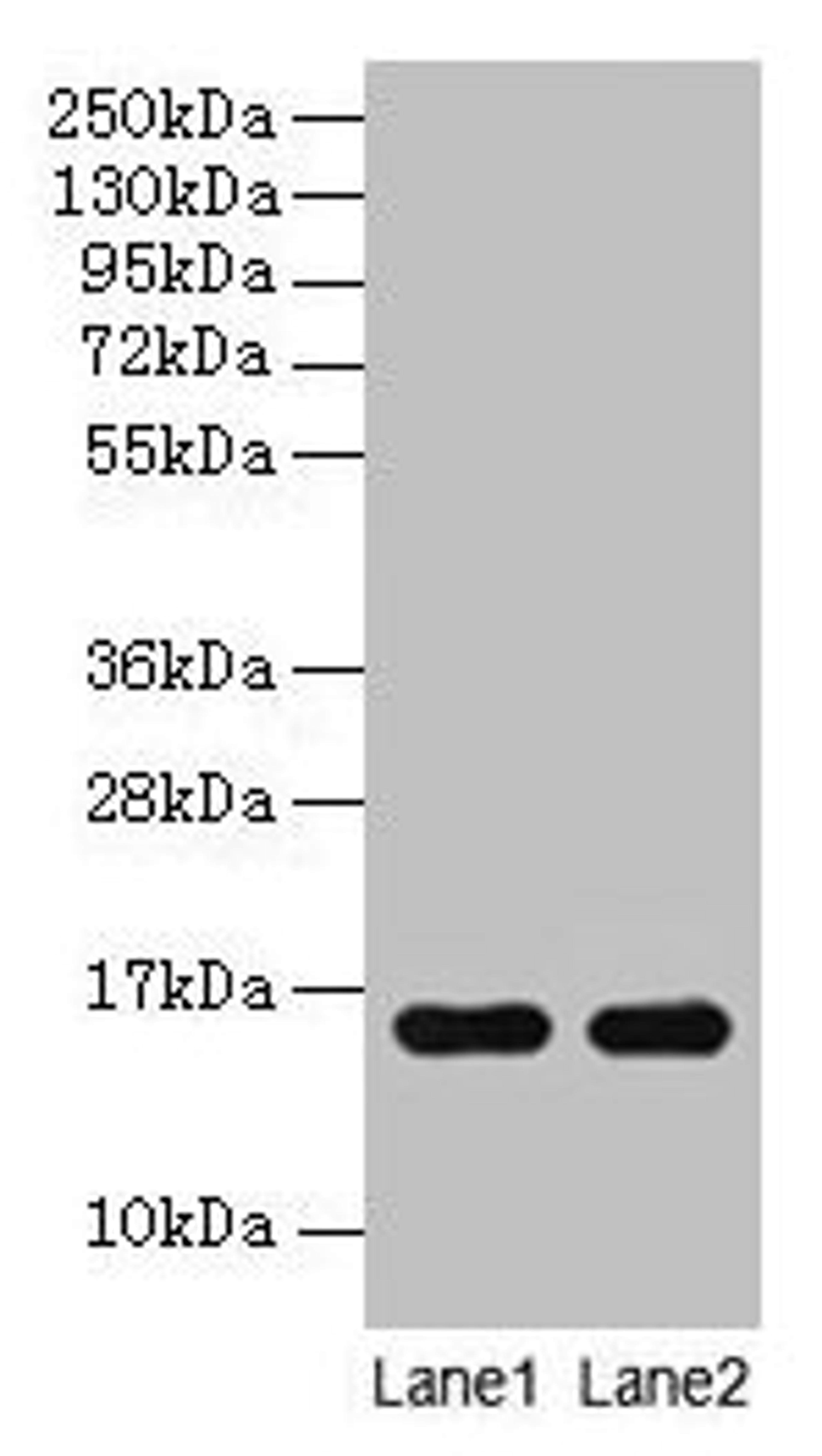 Western blot. All lanes: Guinea Pig Hemoglobin antibody at 2µg/ml. Lane 1: Guinea Pig serum at 1: 100. Lane 2: Guinea Pig serum at 1: 1000. Secondary. Goat polyclonal to rabbit IgG at 1/15000 dilution. Predicted band size: 16 kDa. Observed band size: 16 kDa