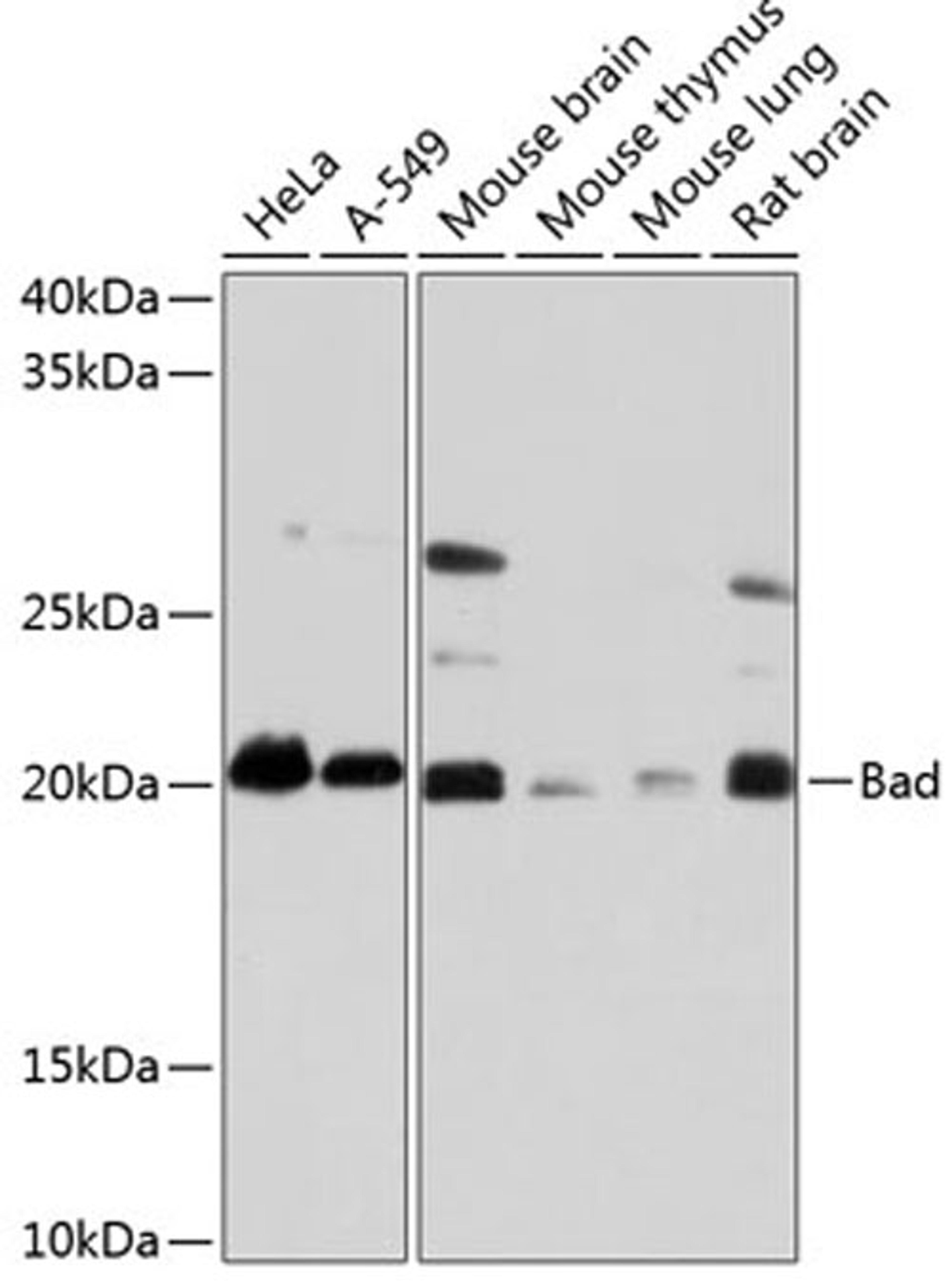 Western blot - Bad antibody (A19595)