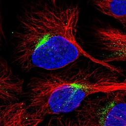 Immunocytochemistry/Immunofluorescence: REV1 Antibody [NBP2-13219] - Staining of human cell line U-2 OS shows positivity in cytoskeleton (intermediate filaments).