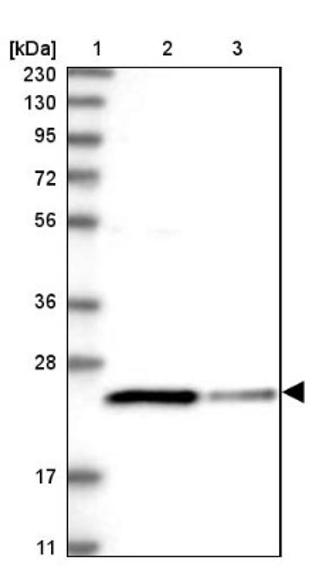 Immunohistochemistry: BCL2L15 Antibody [NBP1-90767] - Lane 1: Marker [kDa] 230, 130, 95, 72, 56, 36, 28, 17, 11<br/>Lane 2: Human cell line RT-4<br/>Lane 3: Human cell line U-251MG sp