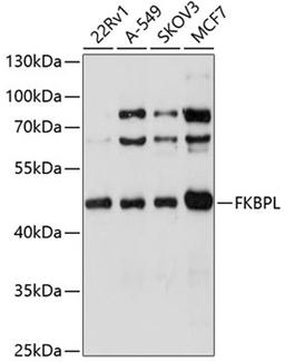 Western blot - FKBPL antibody (A4916)