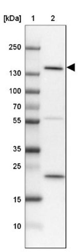 Western Blot: SRGAP3 Antibody [NBP1-88831] - Lane 1: Marker [kDa] 250, 130, 100, 70, 55, 35, 25, 15, 10<br/>Lane 2: Cerebral Cortex