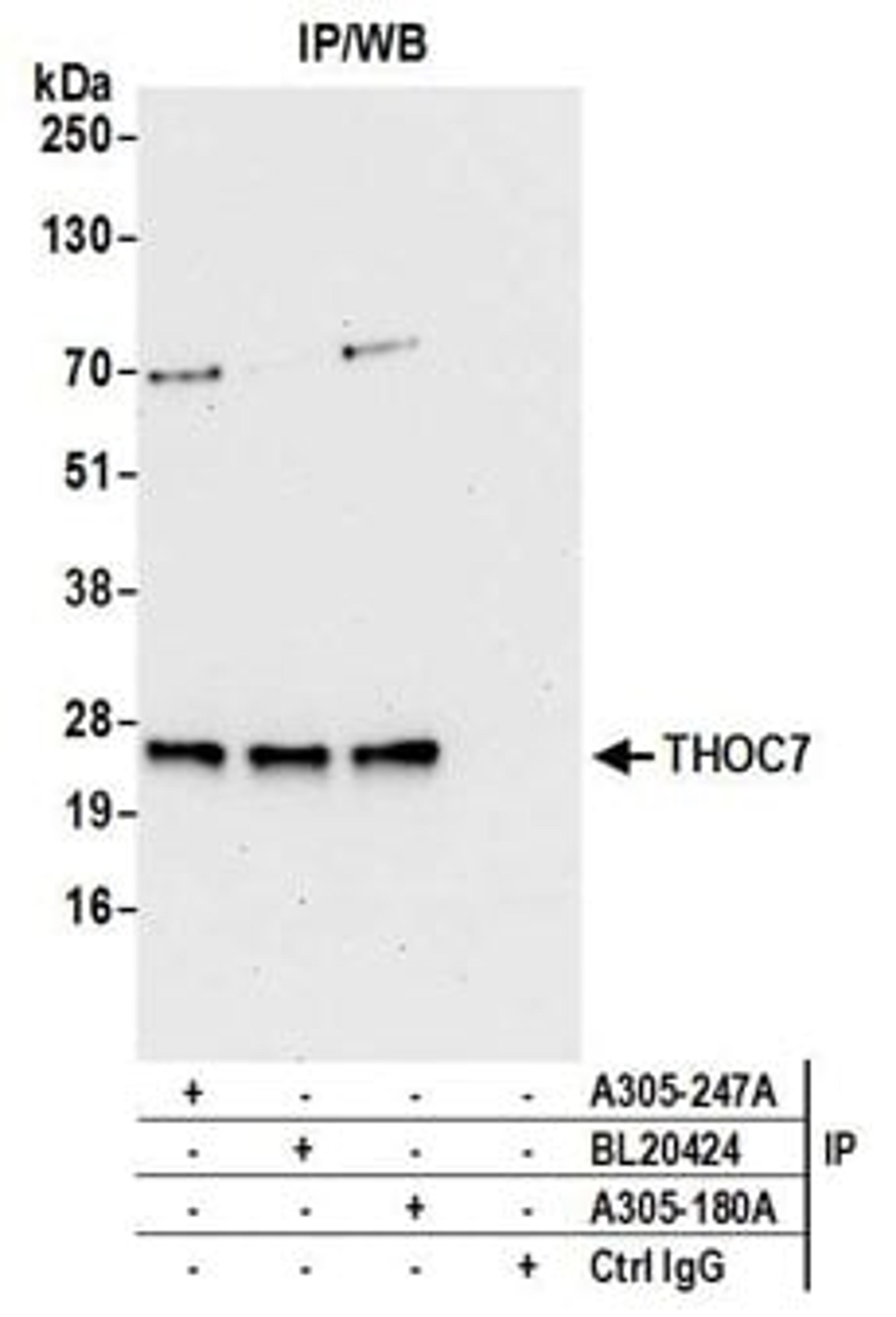 Detection of human THOC7 by western blot of immunoprecipitates.